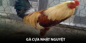 Gà Cựa Nhật Nguyệt - Thần Kê Bất Bại Trên Mọi Sàn Đấu